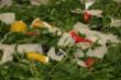 Rucola_1.jpg